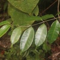 Cleghornia acuminata Wight